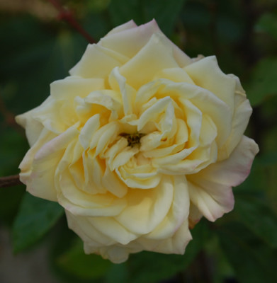Blumenschmidt_0010__26992.jpg