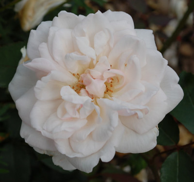 Mlle_de_Sombreuil_0010__T1_27014.jpg