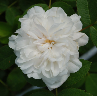 Marie_de_St._Jean_0010__K_27039.jpg