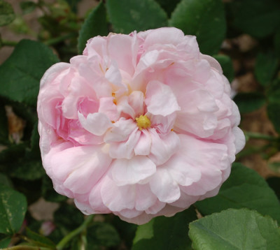 Triomphe_de_Flore_0010__HG_27207.jpg