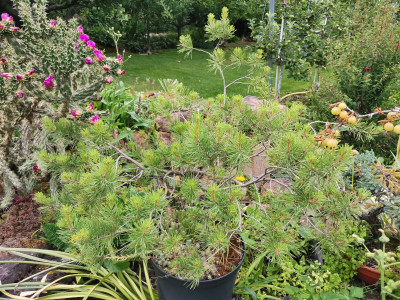 Pinus sylvestris 20230618.jpeg