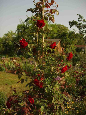 cf_rote_rose_2008.jpg