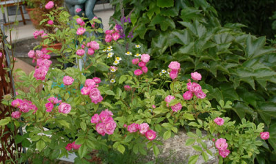 Gartendirektor_Otto_Linne_0010__T1_27007.jpg