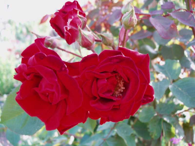 cf_rote_rose2_2008.jpg