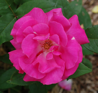 Zephirine_Drouhin_0010__S_27189.jpg