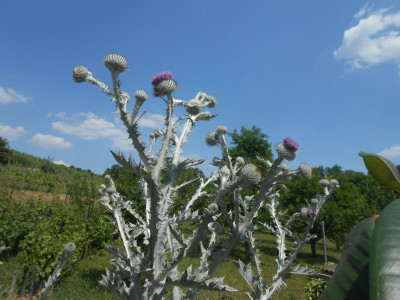 DSCN6194.JPG