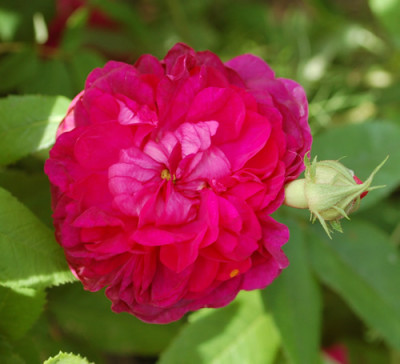 Panachee_de_Lyon_0010__K1_27084.jpg