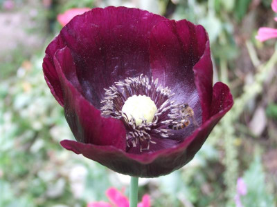 DSCF0712.JPG