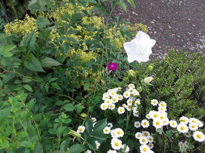 Sommerblumen.jpg