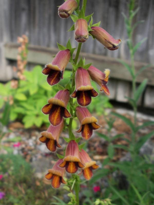 Digitalis obscura 21.06.23.JPG