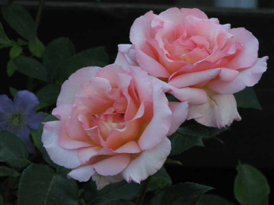 compassion_2008.jpg