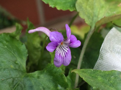 2023-06-21 Viola rostrata var. japonica.jpg