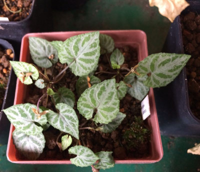 2023-06-21 Viola selkirkii variegata.jpg