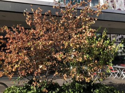 Amelanchier_Rosine.jpeg