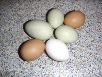 Eier_1.jpg