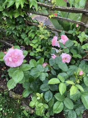IMG_6034.jpeg