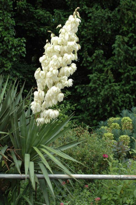 Yucca-2008-06-12a.jpg