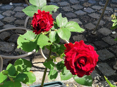 Heidelberg-Rose.jpg
