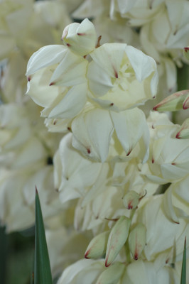 Yucca-2008-06-12b.jpg