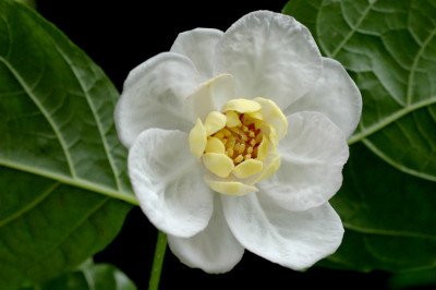 Sinocalycanthus-2008-06-12.jpg