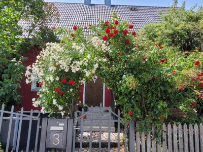Schneeweißchen und Rosenrot.jpg