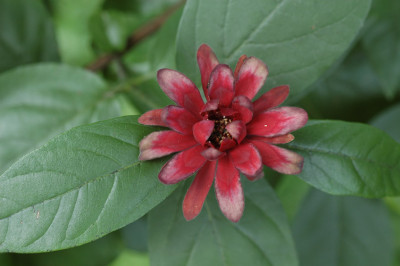 Calycanthus_occidentalis-20.jpg