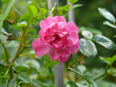 Momo_Sä.Pink_091.JPG
