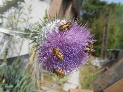 DSCN6229.JPG