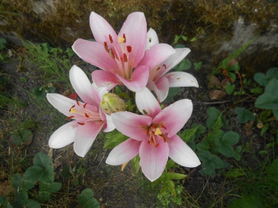 DSCN6224.JPG