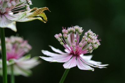 Astrantien-Experiment-1.jpg