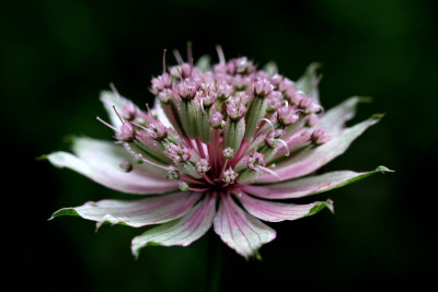 Astrantien-Experiment-2.jpg