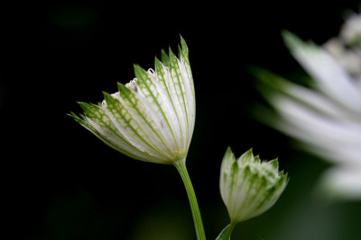 Astrantien-Experiment-3.jpg