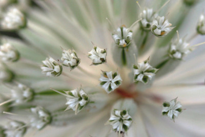 Astrantien-Experiment-4.jpg
