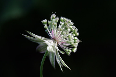 Astrantien-Experiment-5.jpg