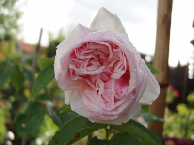 sdlm2_2008_nass.jpg