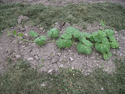 Feigenblattkurbis.jpg
