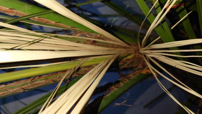 Palme.JPG