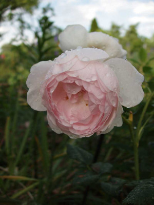 scepter_disle_2008_nass.jpg