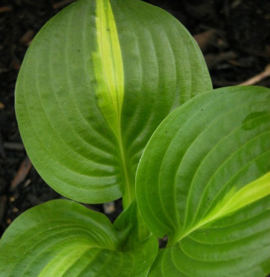 Hosta_Peppermint_Ice.jpg