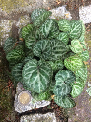 2023-06-23 Viola variegata 2.jpg
