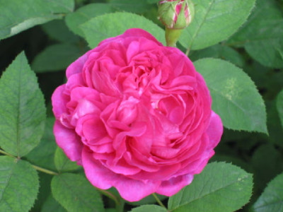Reine_des_violettes_Juni_08.jpg