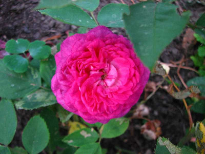 reine_des_violettes_2008_.jpg