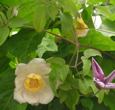 Sinocalycanthus_chinensis_060.jpg