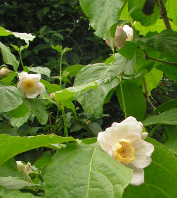 Sinocalycanthus_chinensis_062.jpg