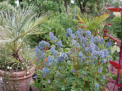 corydalis-monster_2008.jpg