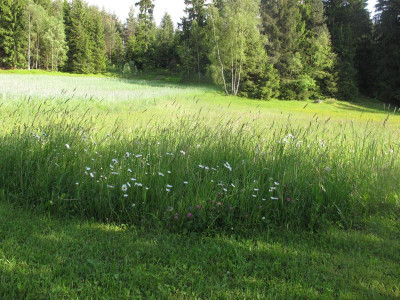 margaritenwiese.JPG