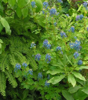 Corydalis_Blue_Summit_058.jpg