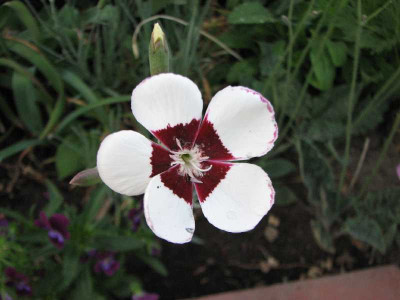 elizabethan_2008.jpg