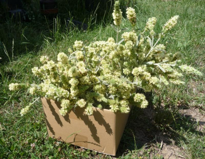 Bergtee-Ernte.jpg