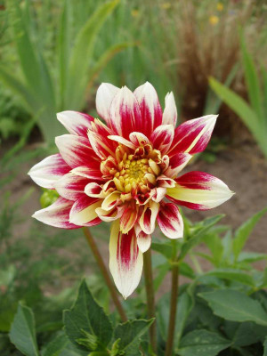 1.dahlie_2008.jpg